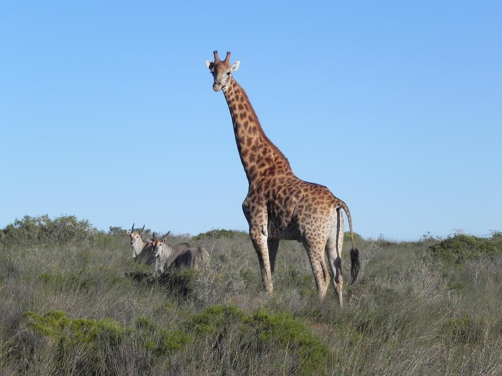 Thali Thali Game Lodge Лангебан Экстерьер фото