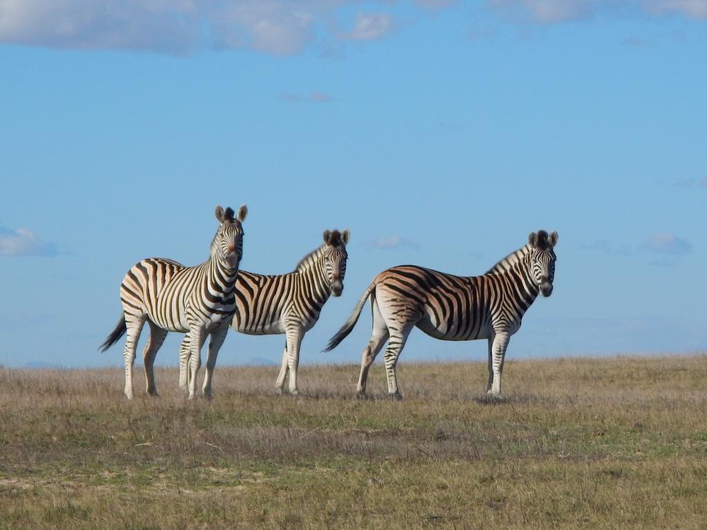 Thali Thali Game Lodge Лангебан Экстерьер фото