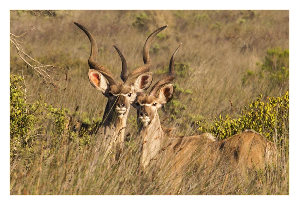 Thali Thali Game Lodge Лангебан Экстерьер фото