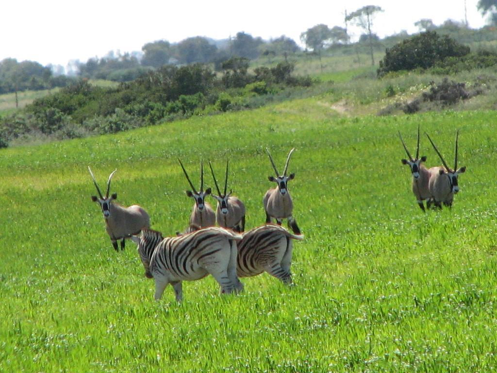 Thali Thali Game Lodge Лангебан Экстерьер фото