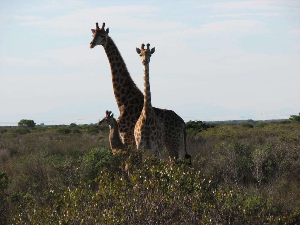 Thali Thali Game Lodge Лангебан Экстерьер фото